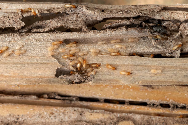 Best Pest Removal Services  in Sac City, IA