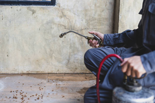 Best Rat Extermination Near Me  in Sac City, IA